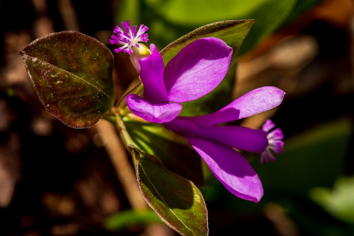 Spivey Gap Wildflowers